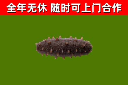 宁波烟酒回收干海参.jpg